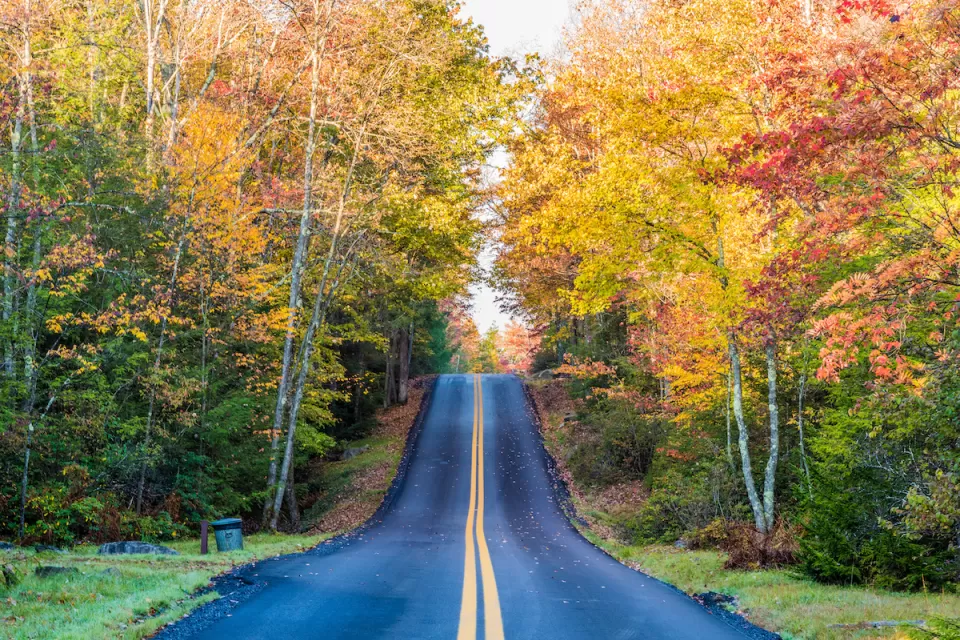 Straight black asphalt road through forest with colorful fall foliage.